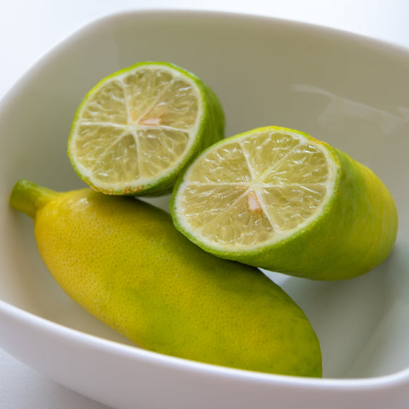 Citrus Finger Lime Yellow