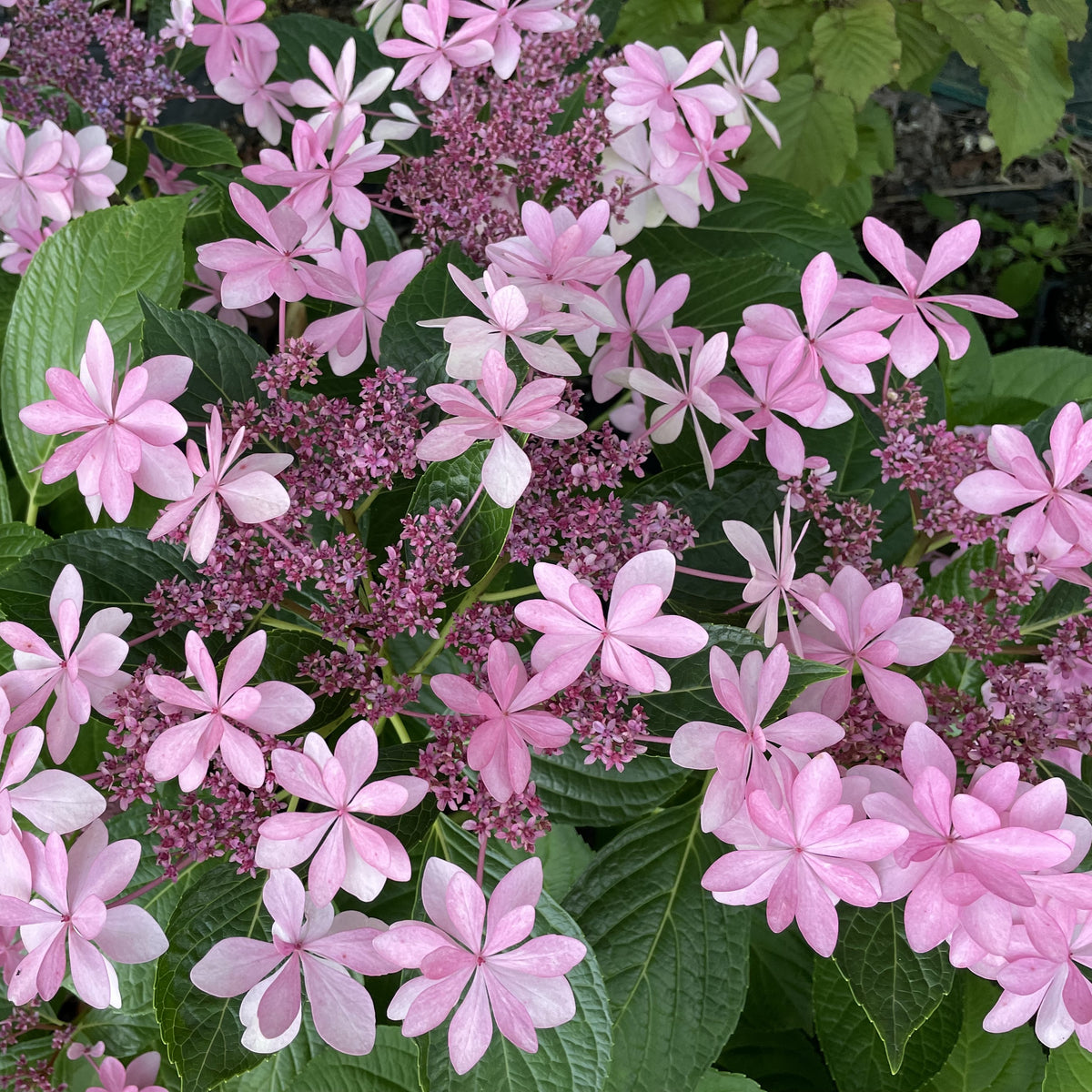 Hydrangea Dance Party Mother Earth Nursery