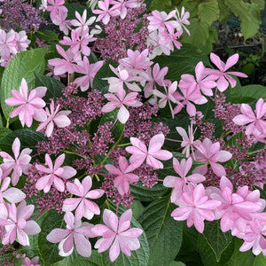 Hydrangea Dance Party
