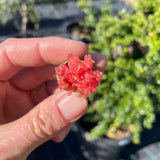 Citrus Finger Lime Dark Red