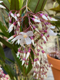 Medinilla Lalique