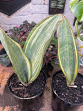 Sansevieria masoniana Variegated Whale Fin