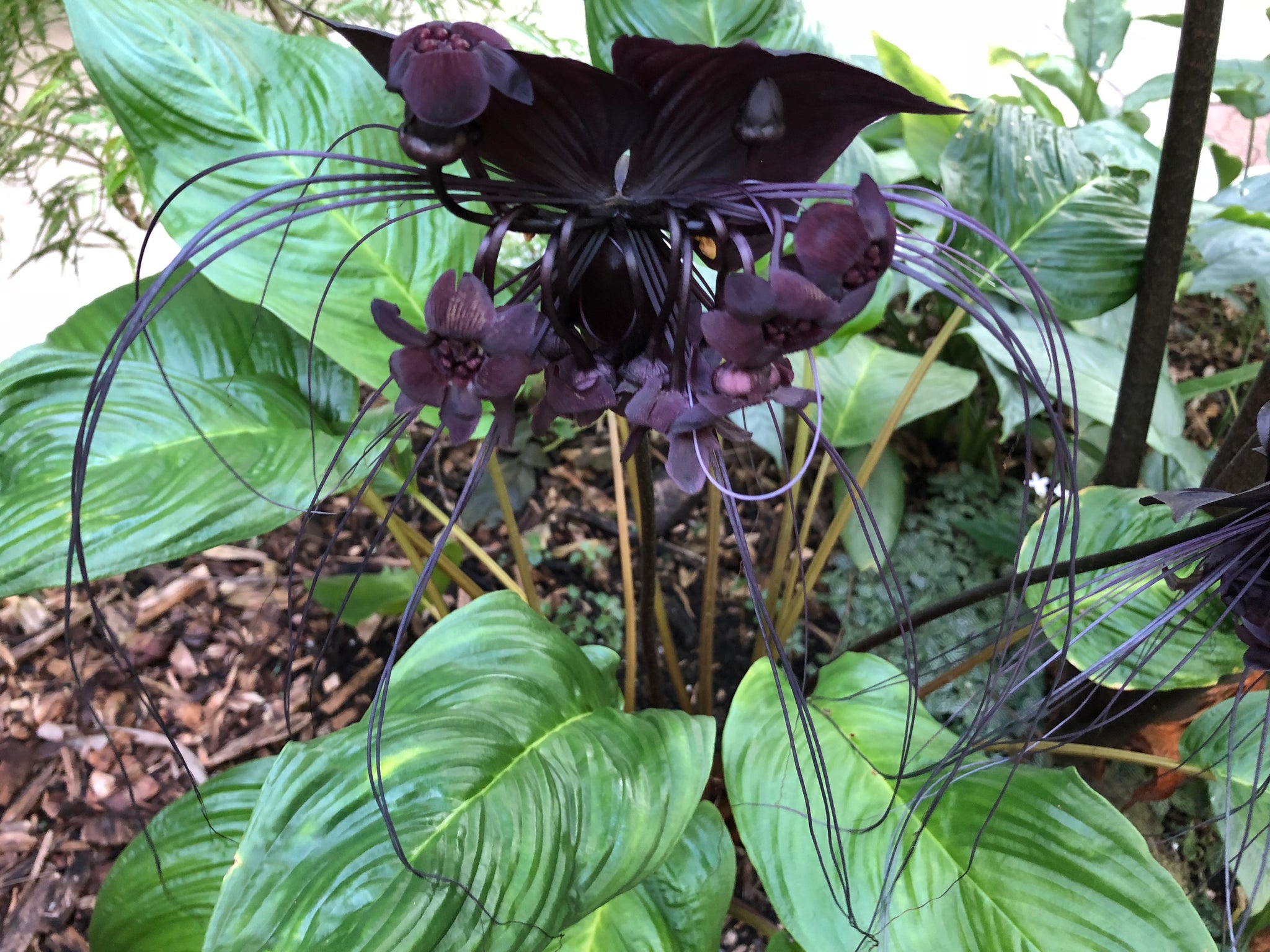 Tacca chantrieri Black Bat Plant - growing