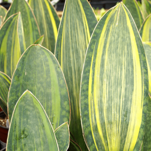 Sansevieria masoniana Variegated Whale Fin