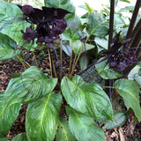 Tacca chantrieri Black Bat Plant