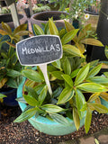 Medinilla pendula Salmon Delight