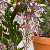 Medinilla Lalique