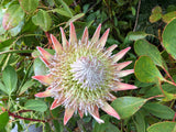 King Protea King Pink