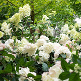 Hydrangea paniculata Sundae Fraise