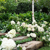 Hydrangea paniculata Sundae Fraise