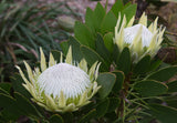 King Protea King White