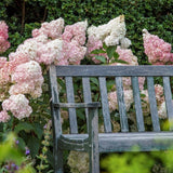 Hydrangea paniculata Sundae Fraise