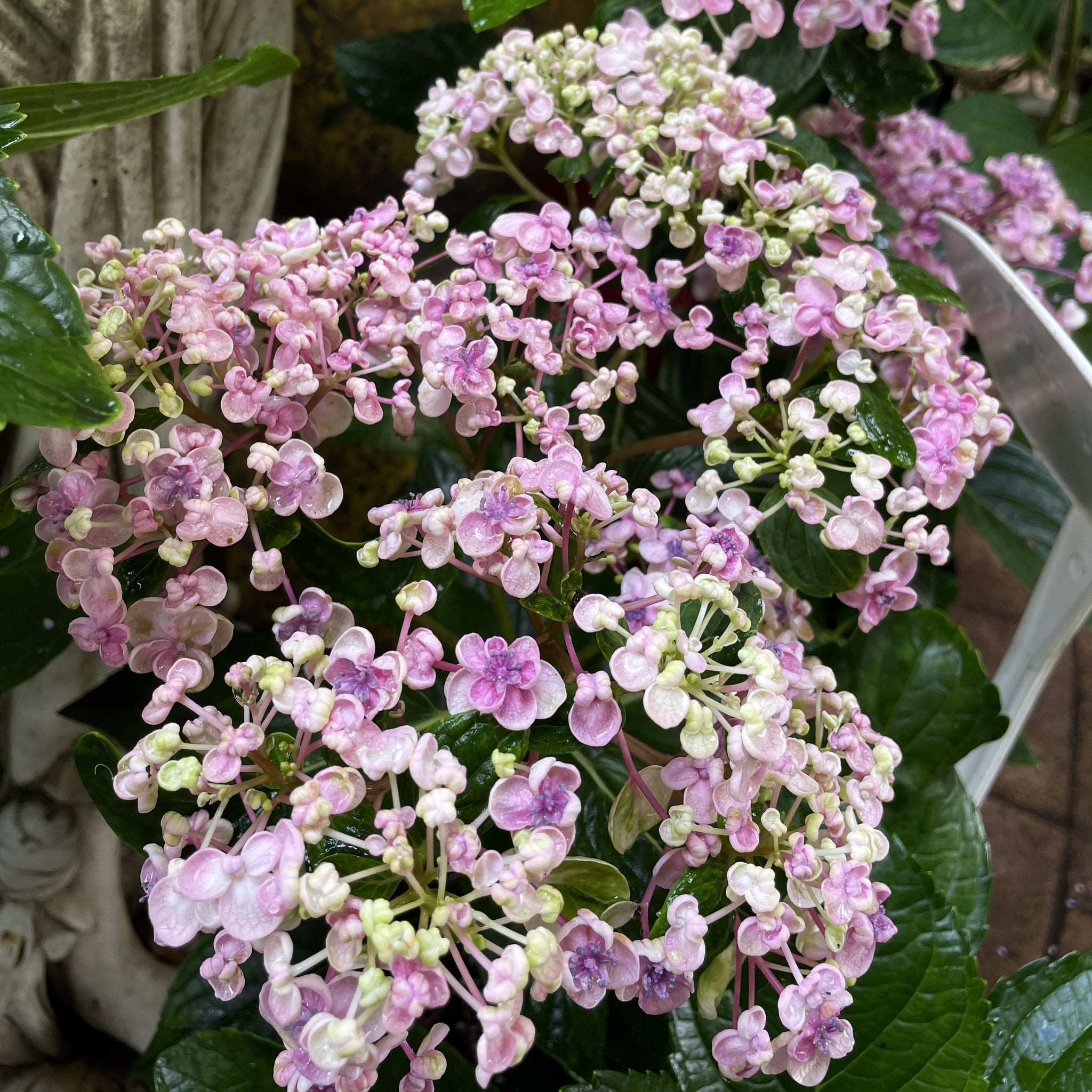 Hydrangea Ayesha – Mother Earth Nursery