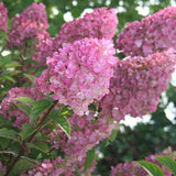 Hydrangea paniculata Sundae Fraise