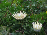 King Protea King White