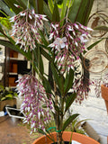 Medinilla Lalique