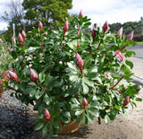 King Protea King Pink