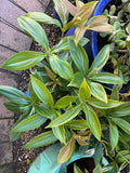 Medinilla pendula Salmon Delight