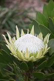 King Protea King White