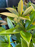 Medinilla pendula Salmon Delight