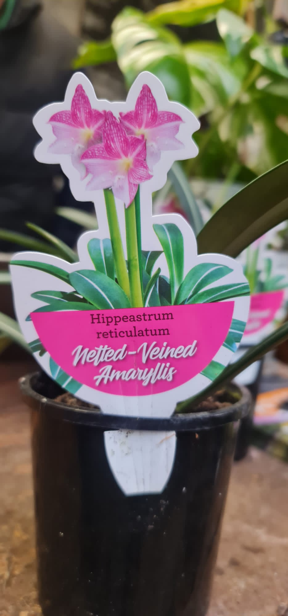 hippeastrum reticulatum Hippeastrum reticulatum Netted Veined Hippeastrum – Mother Earth Nursery
