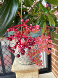 Medinilla pendula Salmon Delight