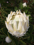 King Protea King White
