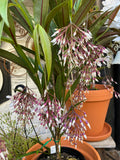 Medinilla Lalique - Last One!