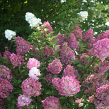 Hydrangea paniculata Sundae Fraise