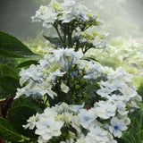 Hydrangea Fuji Waterfall - growing - ready Feb 2025!