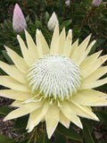 King Protea King White