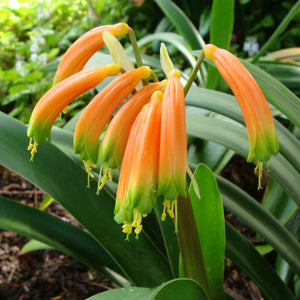 Clivia gardenii Major Garden’s Clivia - growing - enquire in store.