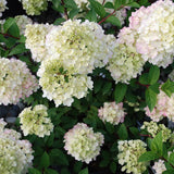 Hydrangea paniculata Sundae Fraise