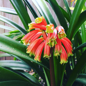 Clivia robusta Swamp Forest Clivia