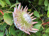 King Protea King Pink
