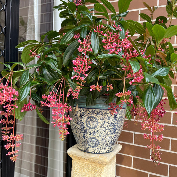 Medinilla pendula Salmon Delight