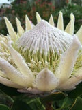 King Protea King White