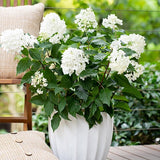 Hydrangea paniculata Sundae Fraise