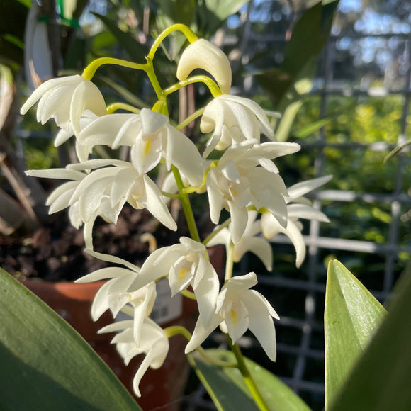 Dendrobium kingianum Pink or White Rock Orchid