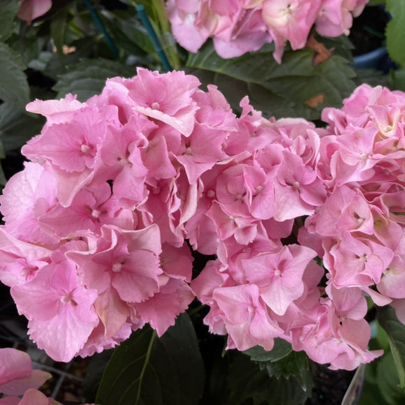 Hydrangea Dwarf Pink