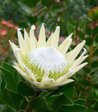 King Protea King White