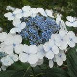 Hydrangea macrophylla Libelle - Growing - Ready Soon - Enquire In-Store.