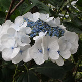 Hydrangea macrophylla Libelle - Growing - Ready Soon - Enquire In-Store.