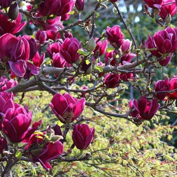 Magnolia Cleopatra - available in store - not for postage.