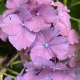 Hydrangea Maman