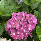 Hydrangea Maman