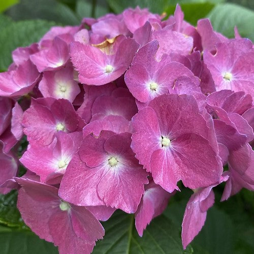 Hydrangea Maman