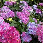 Hydrangea serrata Preziosa