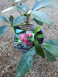 Illicium floridanum