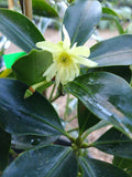Illicium anisatum Japanese Star Anise